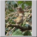 Troglodytes troglodytes - Zaunkoenig 05.jpg